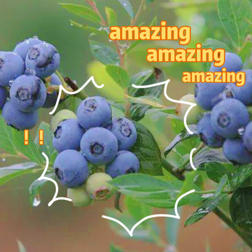 三阳乡金安村的蓝莓园开园啦！