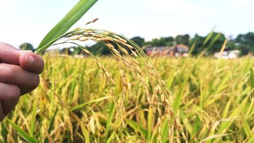 “丰”景如画！平江30多万亩早稻正在火热收割