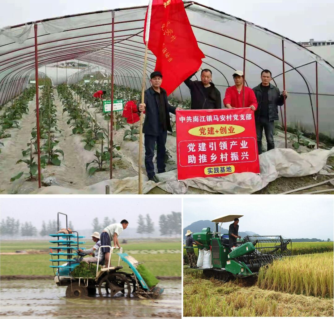 南江镇：打造“产业联盟” 助推乡村振兴