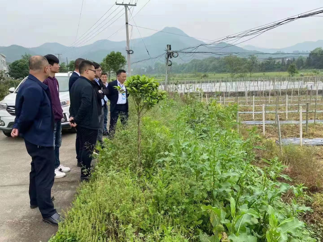 向家镇：党建引领产业 助推乡村振兴