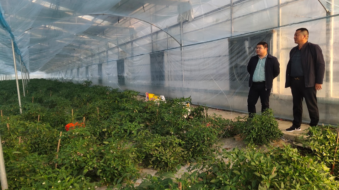伍市镇加强疫情防控期间农产品质量安全监管