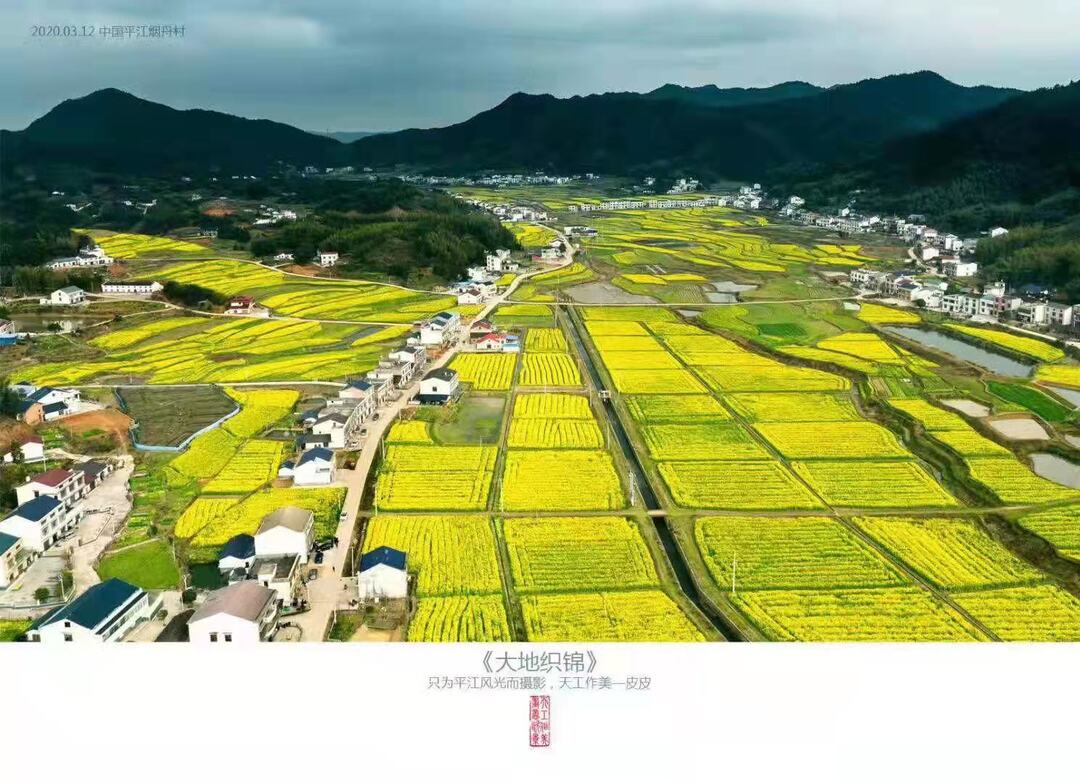 童市镇烟舟村赏花正当时！