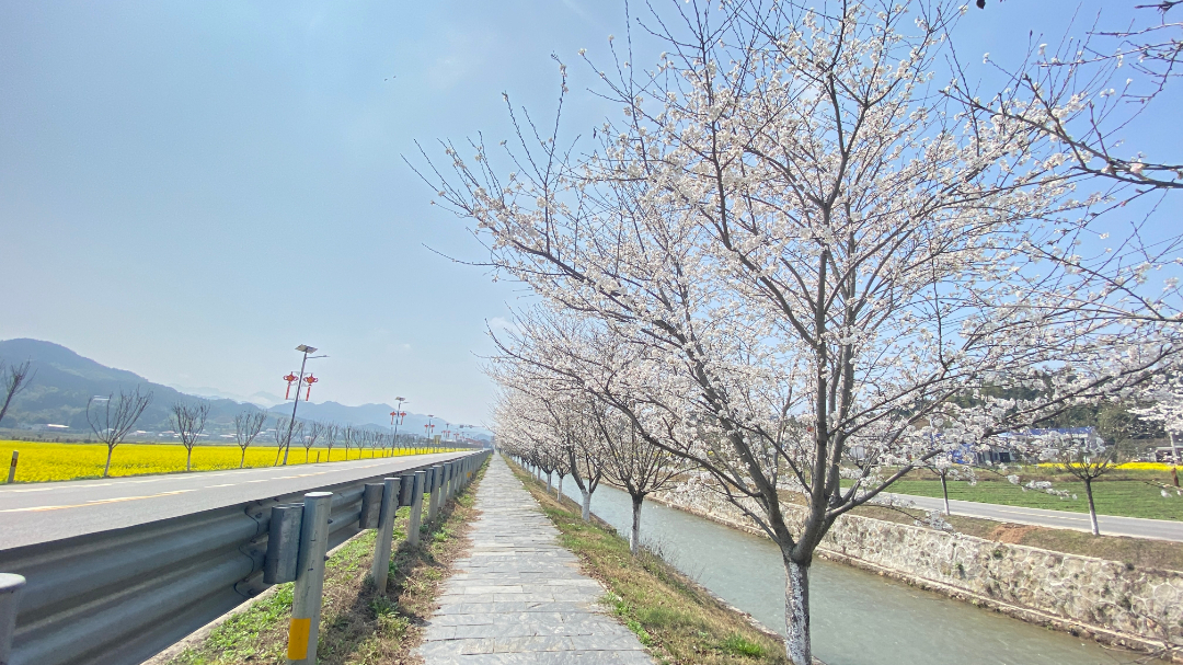 樱花白，桃花红，菜花黄，蜂蝶舞……一整个春天都在这里！
