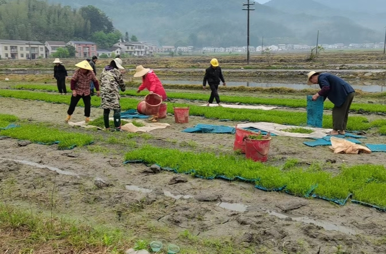 福寿山镇： 田间抛秧忙 不负好春光