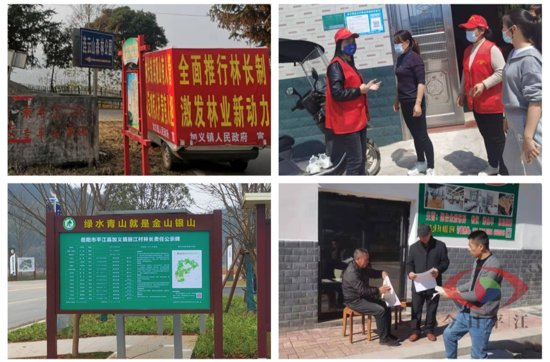 加义镇：扎实推进林长制 守护好绿水青山