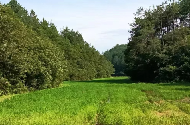 天岳街道：多措并举 让荒废的田土焕发新颜