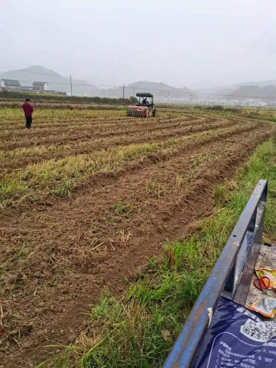 稻田收后不闲置 复种“绿肥”来增肥 ——浯口这么做