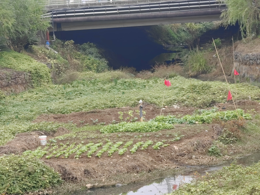 城管局不作为，甲山河公园下边种菜臭哄哄
