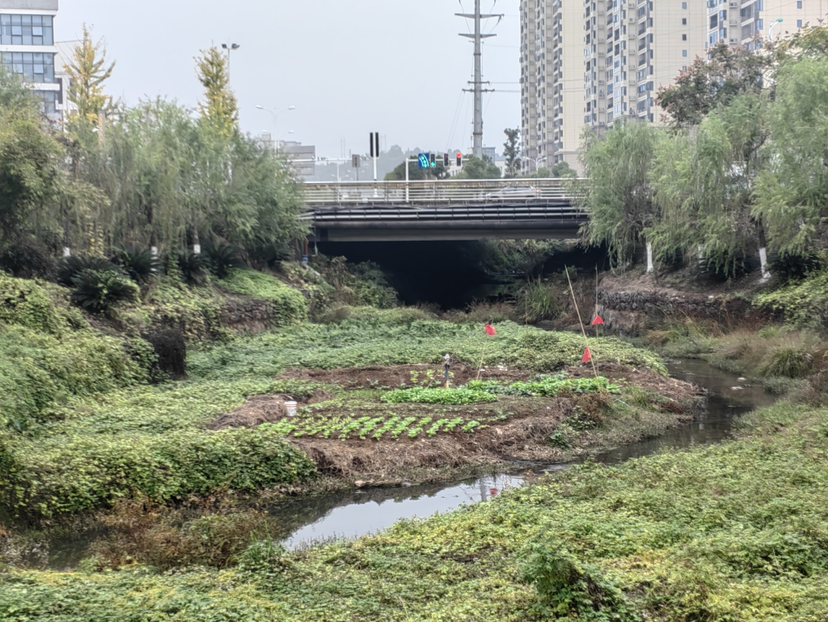 城管局不作为，甲山河公园下边种菜臭哄哄