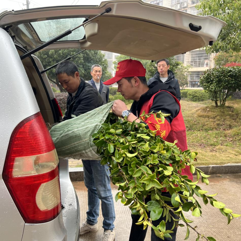 长寿镇：茶苗进村助增收 为民服务暖民心