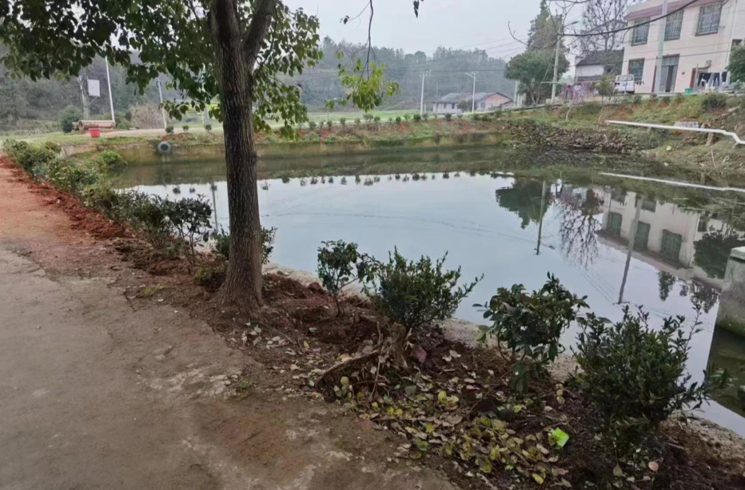 梅仙镇“植树添绿”系列活动（三）---干群齐参与，共建秀美屋场