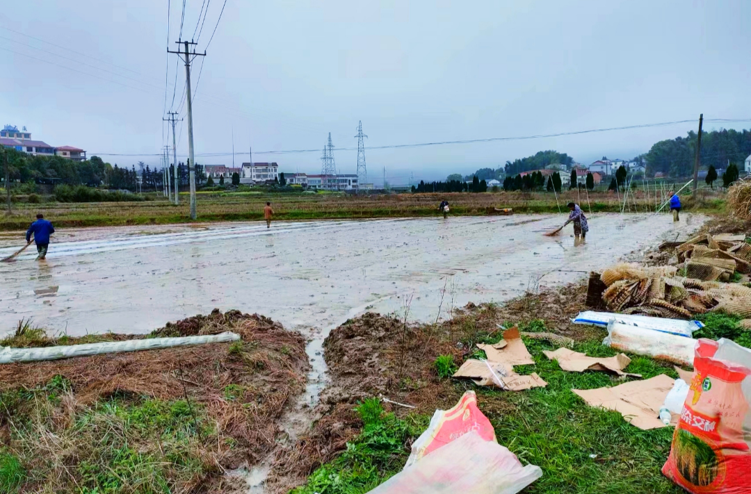 春耕生产丨岑川镇：不负春光，集中育秧进行时