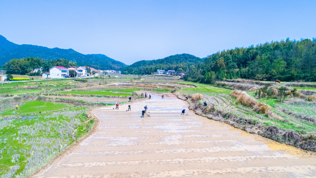向家镇：绘就乡村振兴新图景