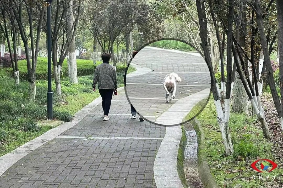 你这样养犬，很low！