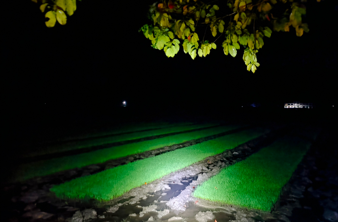 闻“汛”而动丨南江镇：一束束“电筒光”守护千家万户“平安夜”