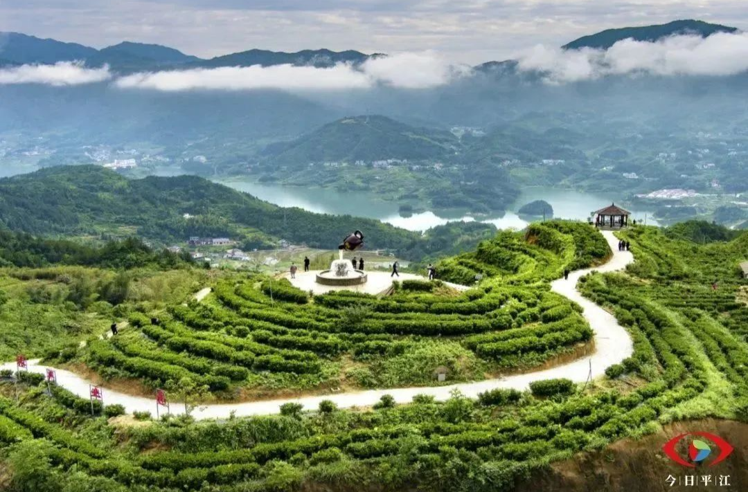谷雨，平江黄茶香飘远方