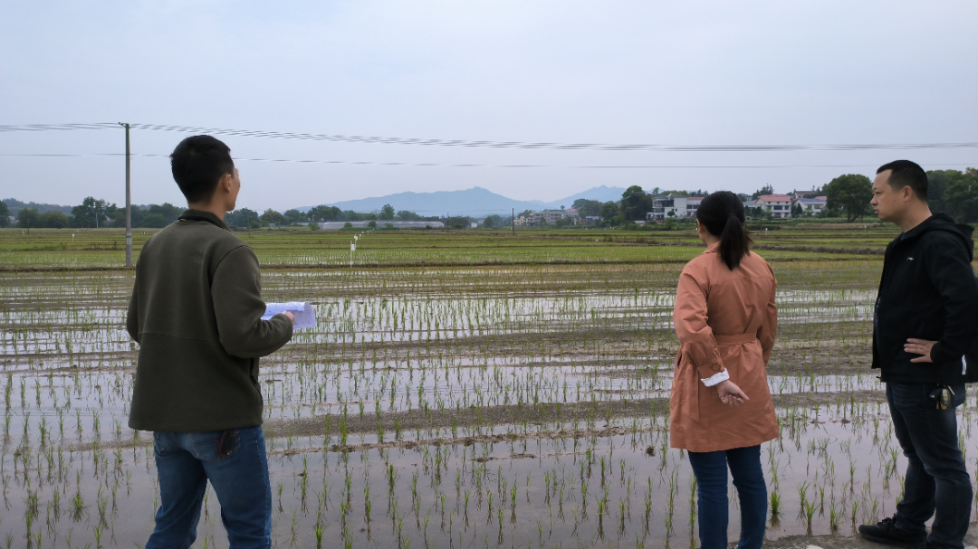 县农业农村局开展早稻生产面积核查工作