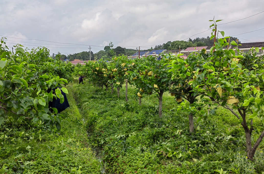 果丰人“桃”醉--加义镇欢乐果农场、大山生态果园开园采摘了！
