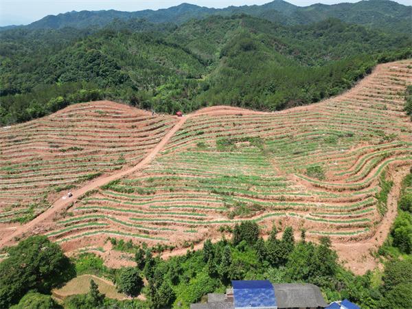 油茶树下种西瓜 长寿镇朗坑村林下经济发展正盛