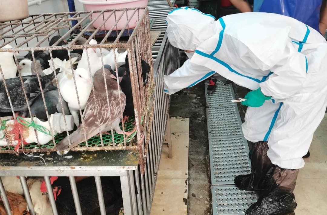 【筑牢安全防线】县畜牧水产农机事务中心扎实开展高致病性禽流感专项监测工作