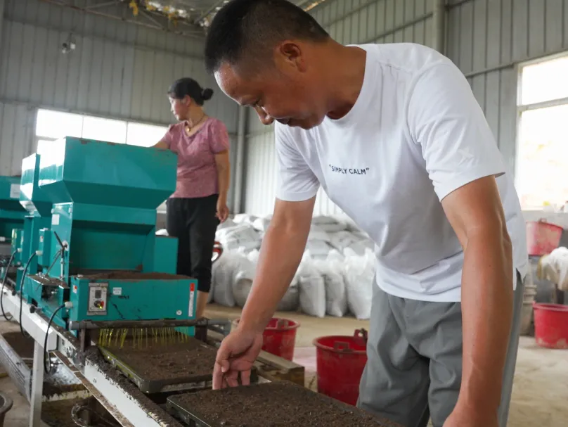 “水泥地上都可放秧盘育秧”，平江夏种是个技术活！