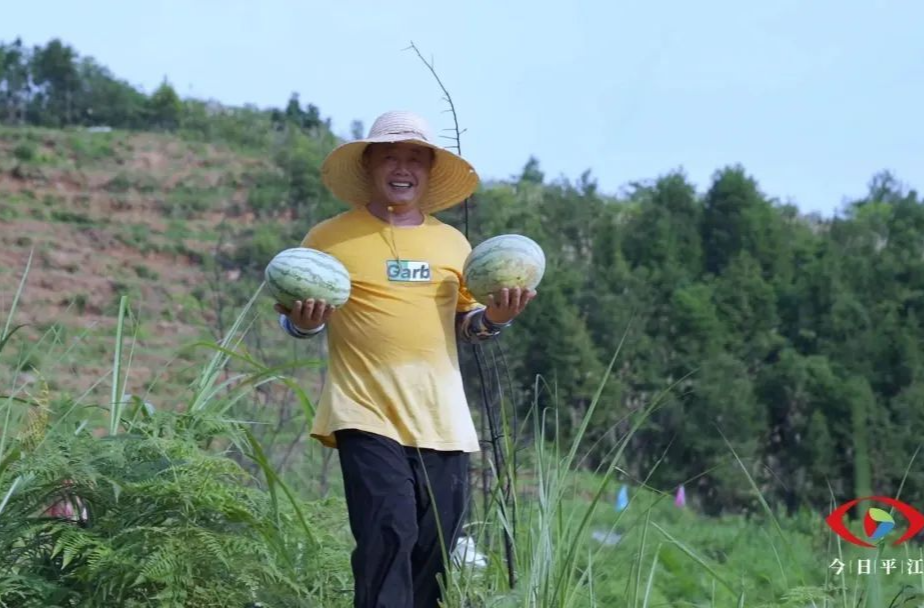香甜“藏”不住，朗坑西瓜原来种在这里