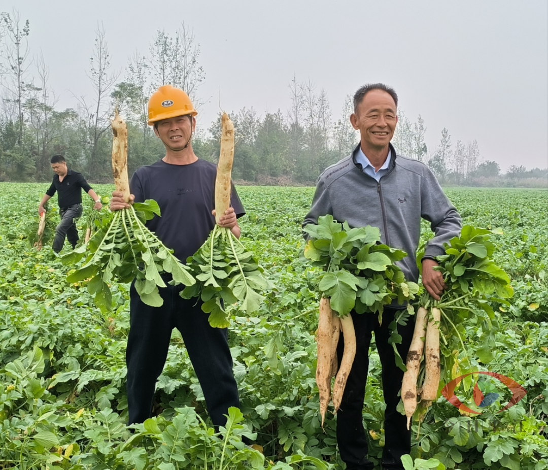 百亩萝卜迎丰收，农户采收正当时