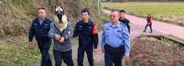 偷鸡贼抓了！赃款退了！村民笑了！
