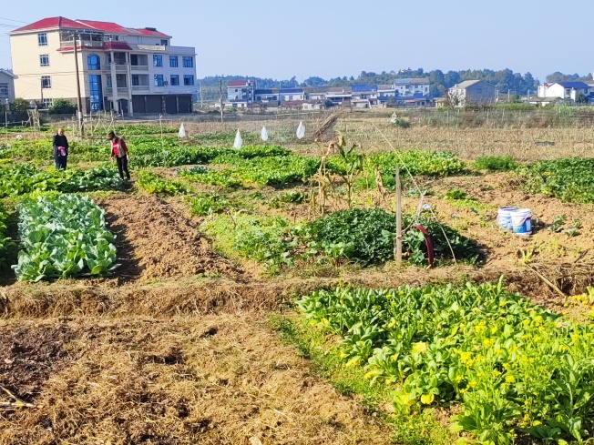 社区“小菜园”幸福大民生