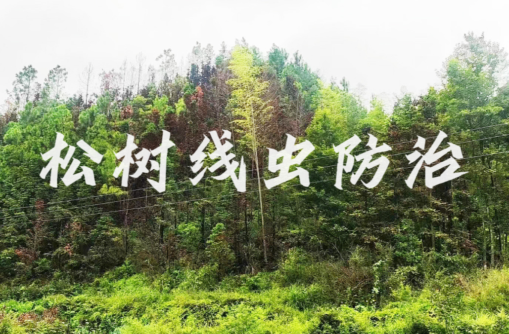 瓮江镇丨关于松树线虫病疫情防控的一封公开信