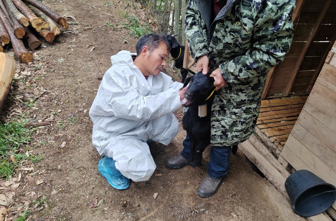 板江乡：筑牢畜禽防疫“防护网”，打好春防行动“预防针”