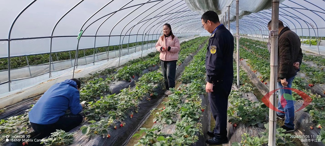 县农业农村局：开展草莓专项检查，守护“舌尖上的美味”
