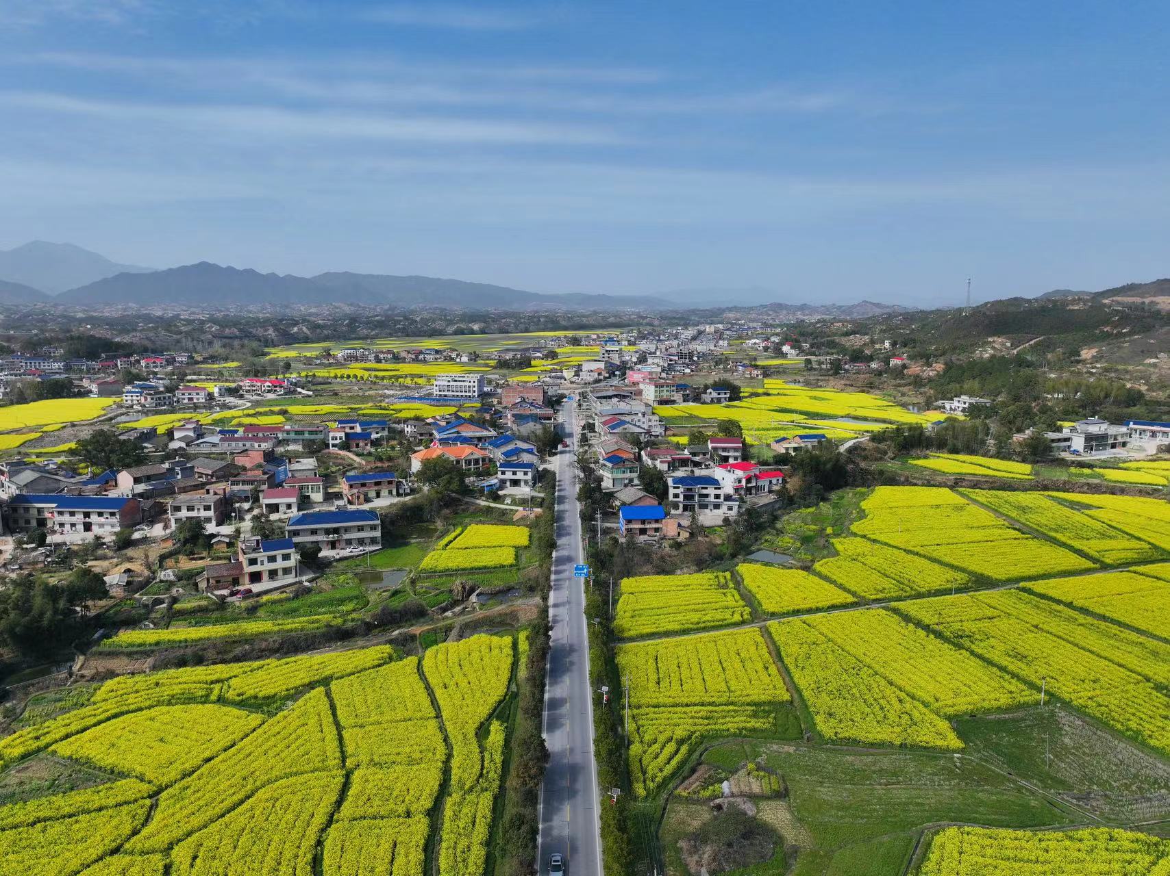 油菜花开春意浓，共绘富民“丰景”图