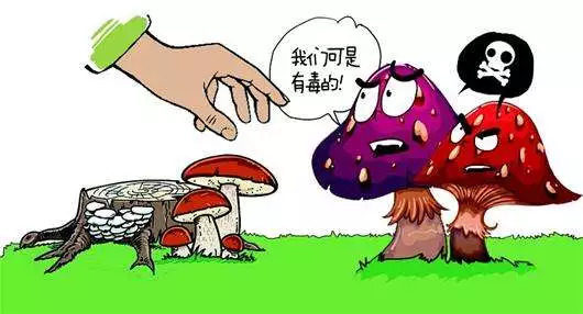 【三墩乡预防野生蘑菇中毒知识宣传】珍爱生命，远离毒蘑菇