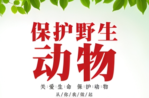 暖心！三墩乡发现国家三有动物丝光椋鸟，第一时间送往救助！