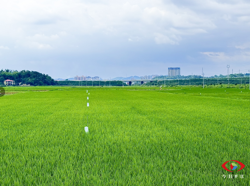 農(nóng)業(yè)管理忙，綠色防控出實(shí)招