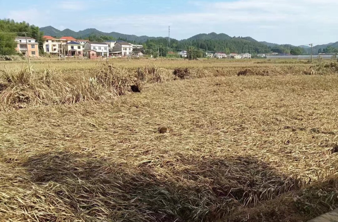 【余坪镇防汛救灾记实系列十二】重整旗鼓，再度出发 ——两个农业大户的灾后自救之路