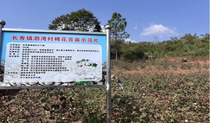 长寿镇泗湾村：荒地变“金地” 棉花变“金花”