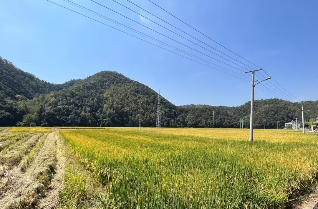 稻满仓、瓜果香——共话余坪好“丰”光