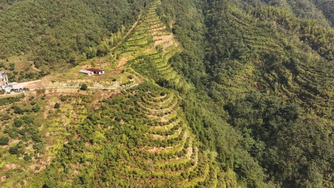 摘茶籽啦！平江77万余亩油茶迎丰收