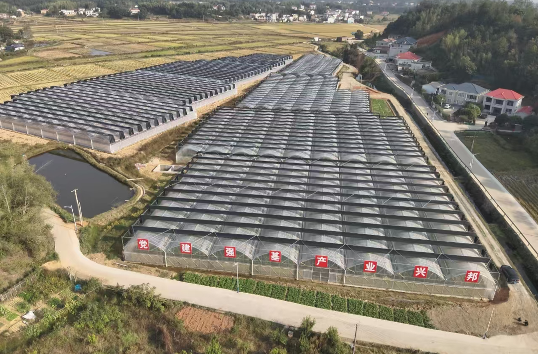 梅仙镇新霞村大棚基地蔬菜争“鲜”上市任你“摘”