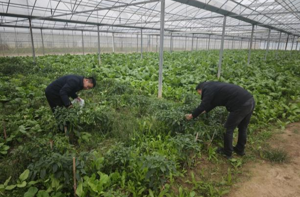 伍市镇双节期间力保农产品质量安全