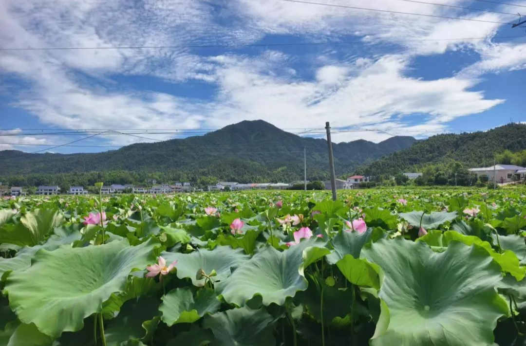 新春走基层丨一碗甜蜜，“莲”通致富路