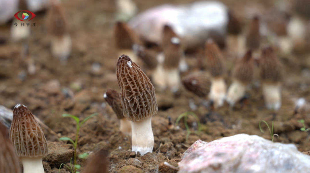 梅仙镇新霞村：首批羊肚菌“抢鲜”上市