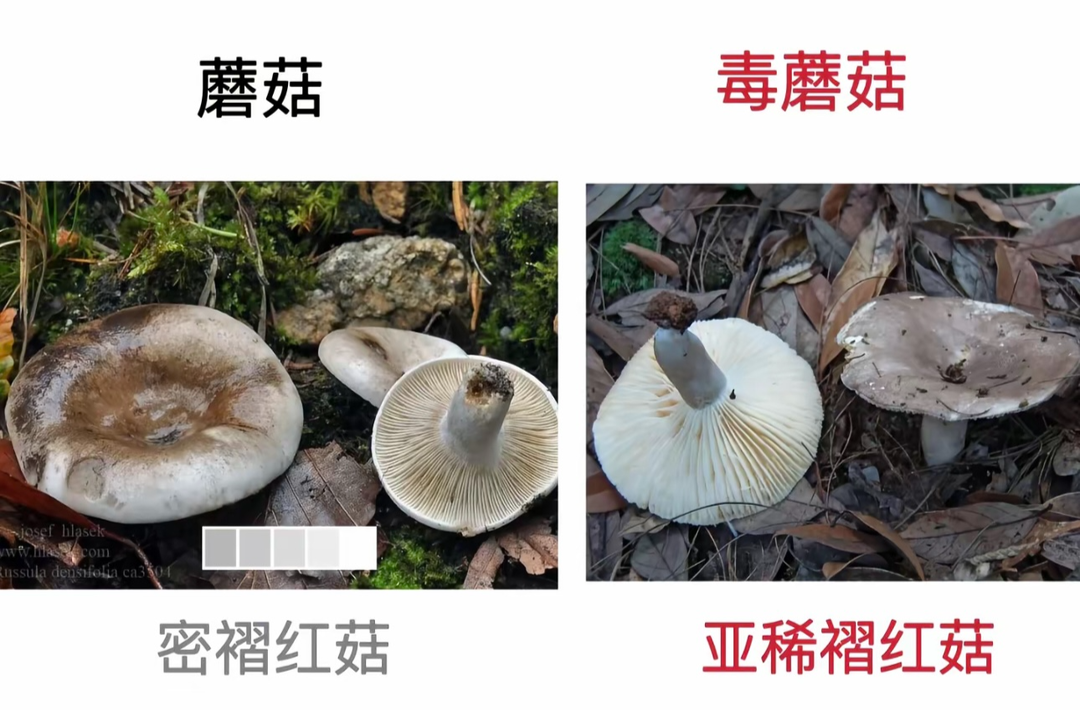 警惕野生蘑菇中毒，守护生命健康