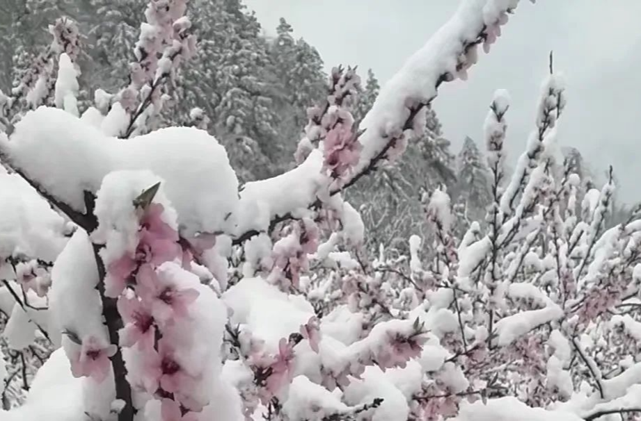 平江这场倒春寒有点猛！