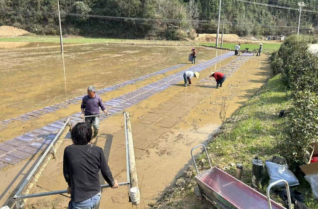童市镇：早稻育秧争进度，抢抓农时备春耕
