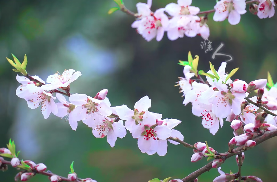 【你好呀·春天】桃花看了，桃花运还会远吗？