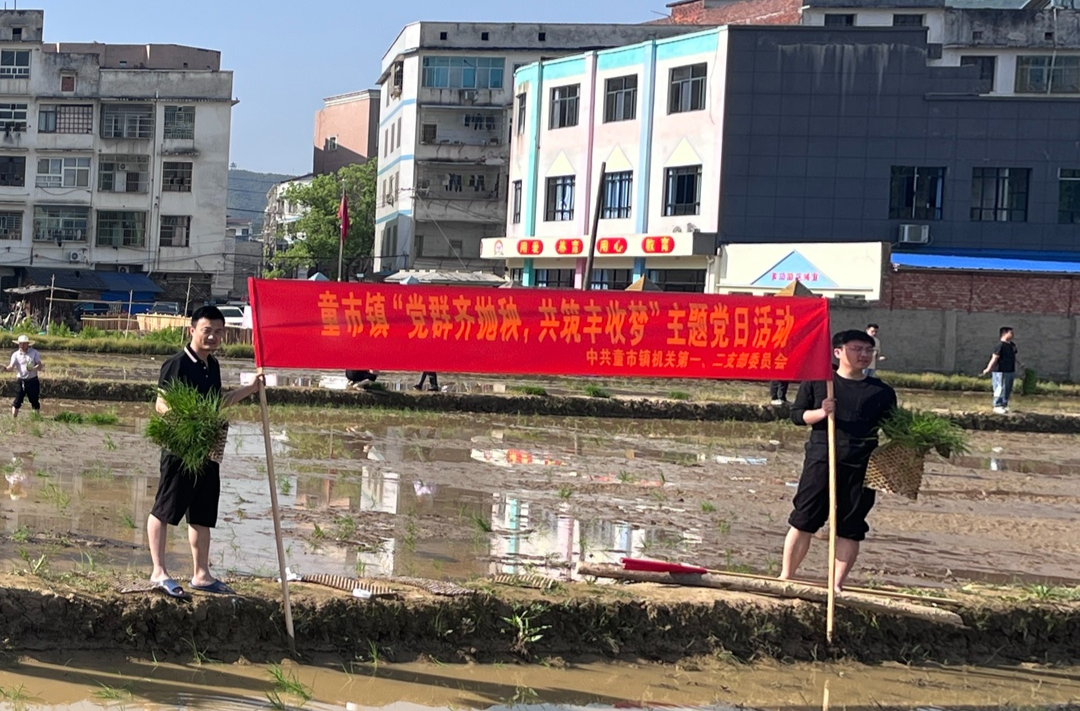 泥田“大比武”，田间“擂台”抛秧忙——童市镇开展助力春耕主题党日活动