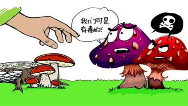 警惕！尝鲜=尝险！小心“蘑”法陷阱！